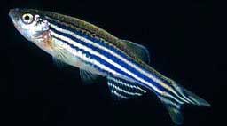  Picture Of Zebrafish